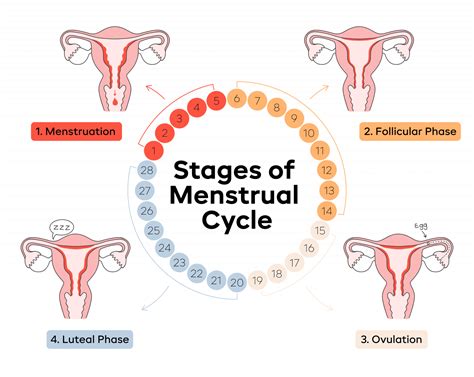 Cycle .